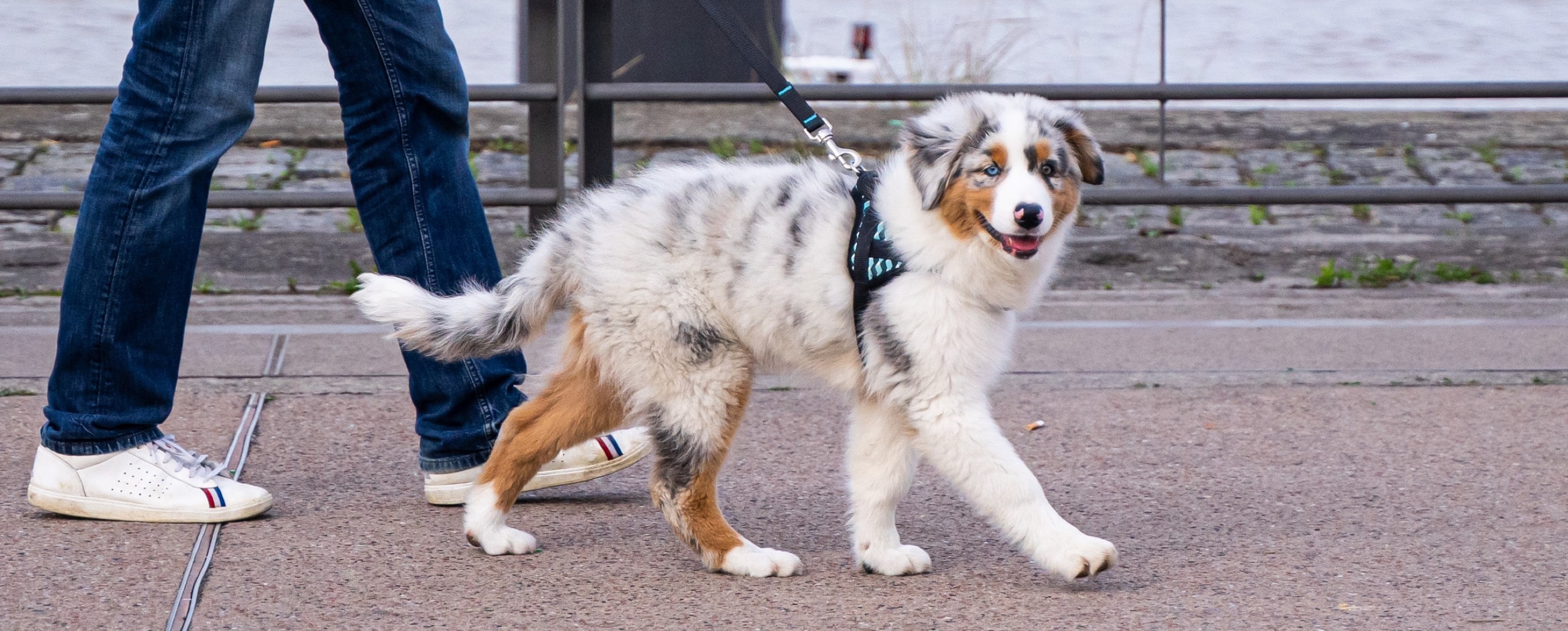 A fluffy, tricolor puppy with striking blue eyes looks back while taking a walk with its owner along a city street.