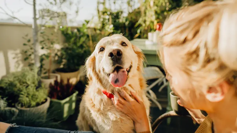 A golden retriever with a red collar sits on a sunny patio, looking happy with its tongue out. A person with blonde hair is in the foreground, gently petting the dog. Lush green plants surround the area.